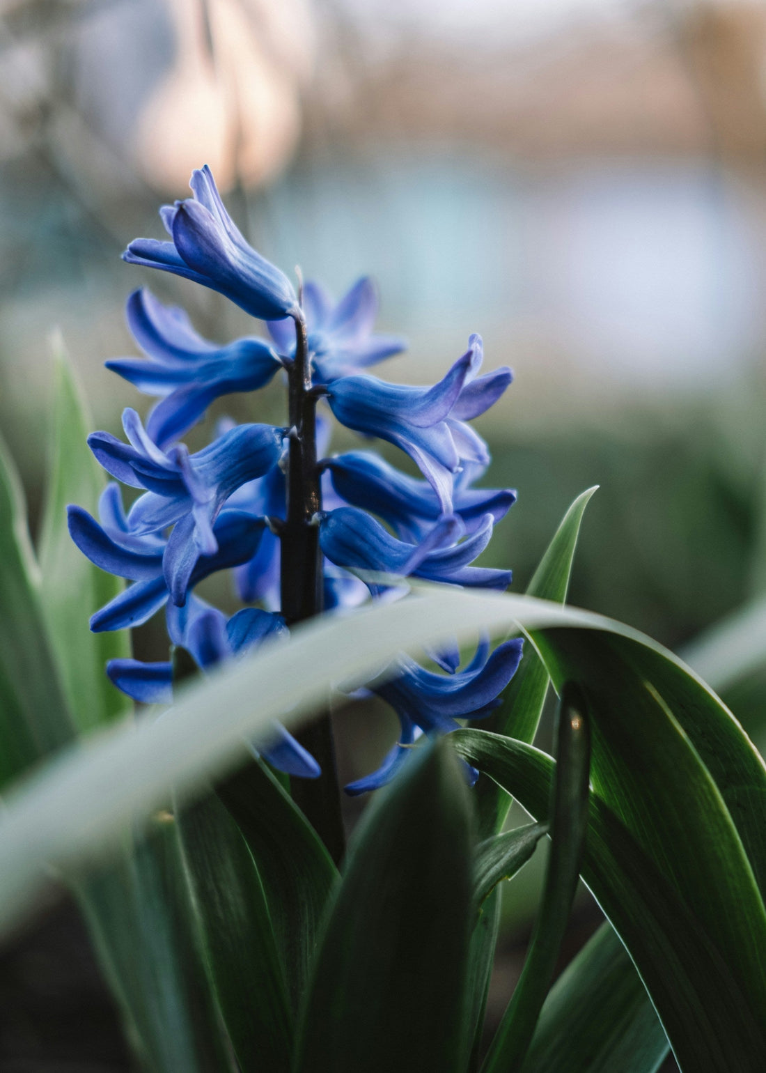 Hyacinth