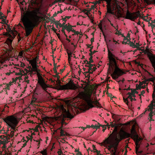 Hypoestes