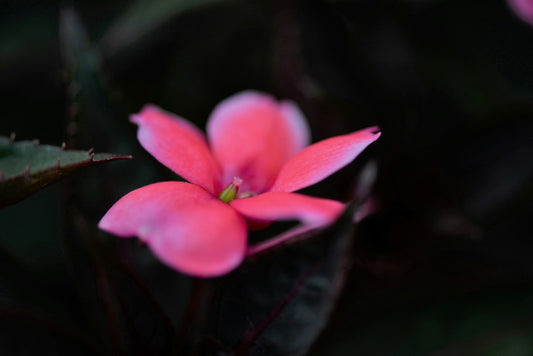 Impatiens