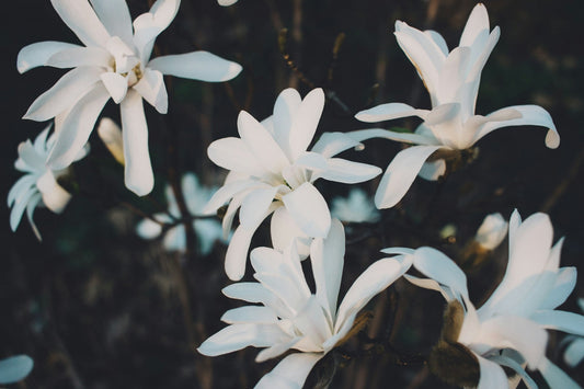 Jasminum
