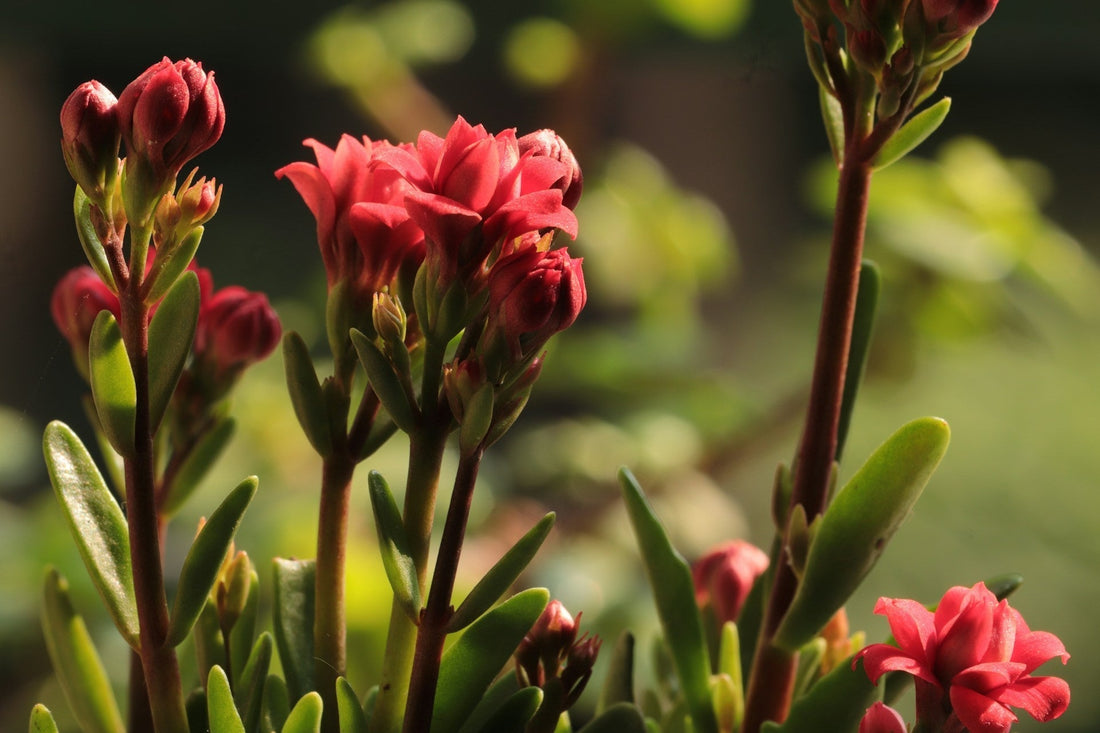 Kalanchoe