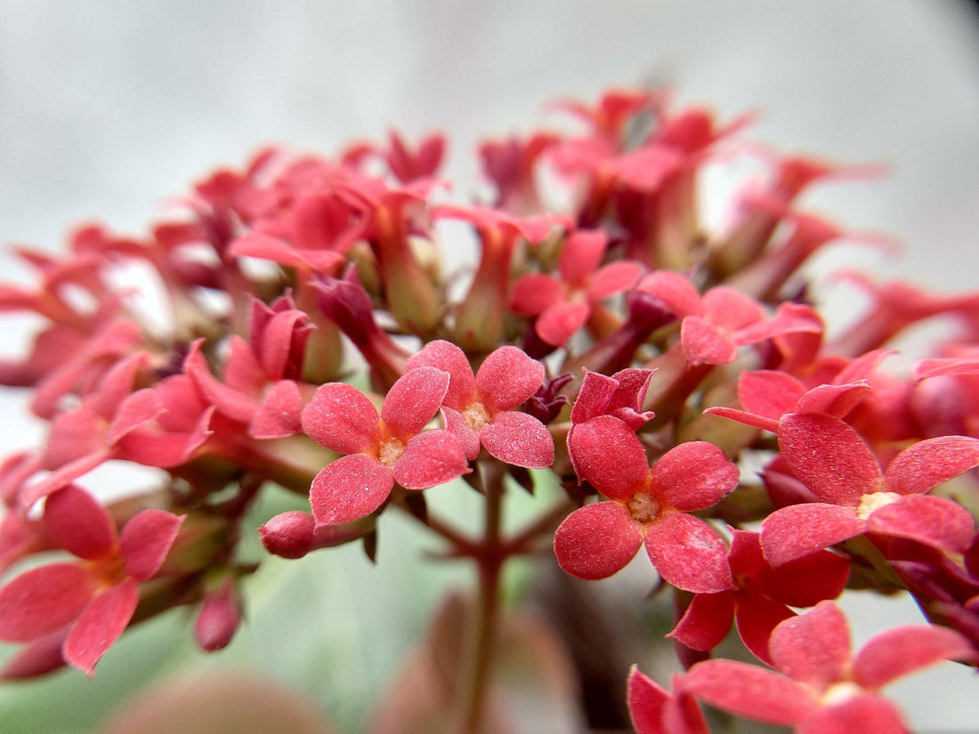 Kalanchoe Blossfeldiana Hybrids