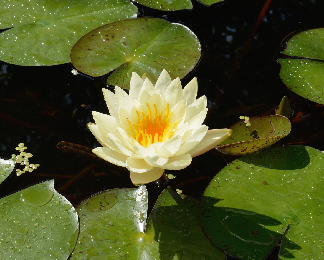 Phylum - Magnoliophyta