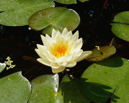 Phylum - Magnoliophyta