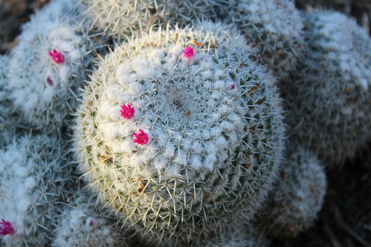 Mammillaria