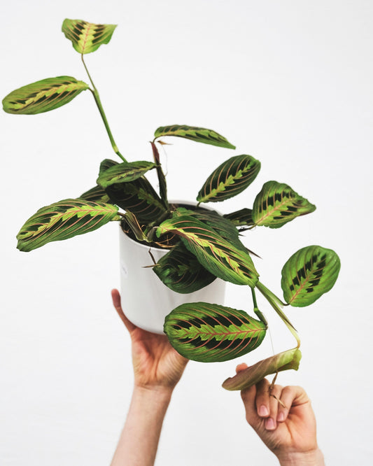 Maranta