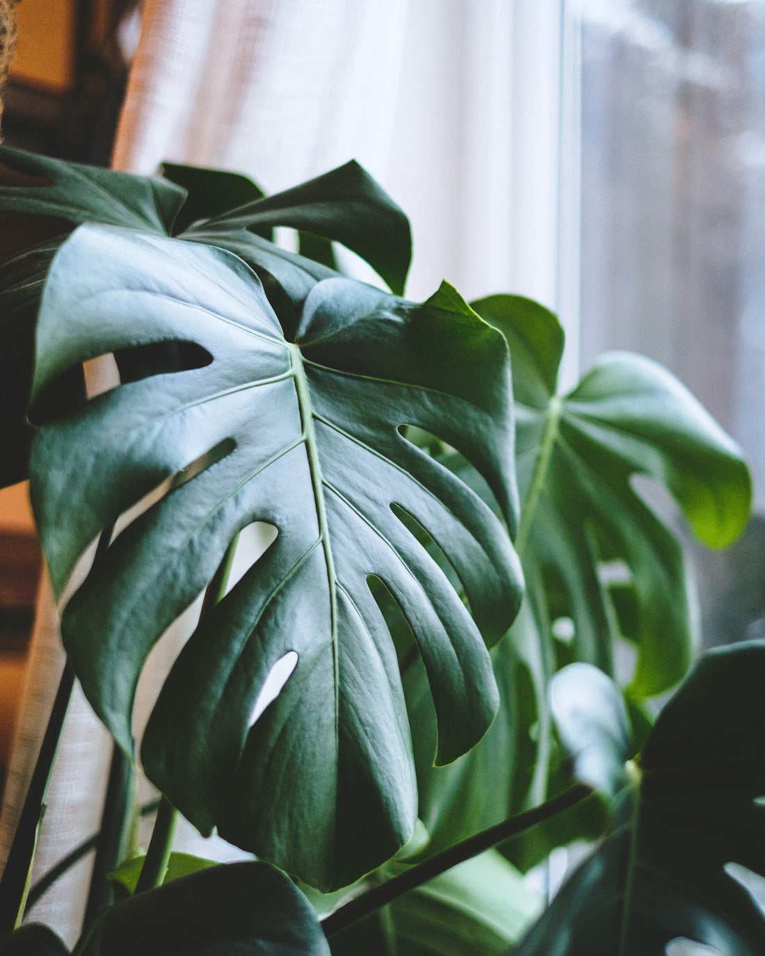 Monstera