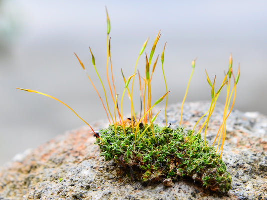Non-Flowering Plants