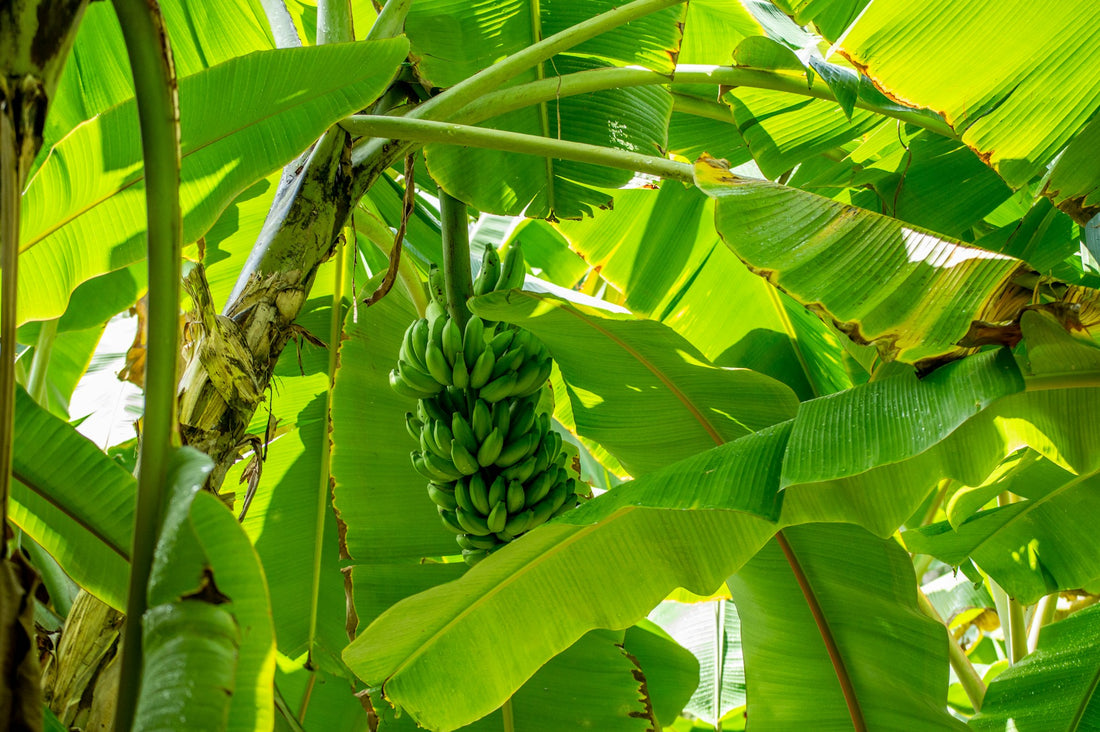 Why I Chose The Angiosperm Phylogeny Group (APG) System