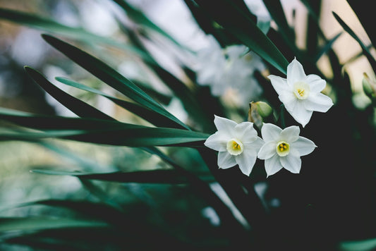 Narcissus Papyraceus