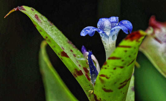 Neoregelia