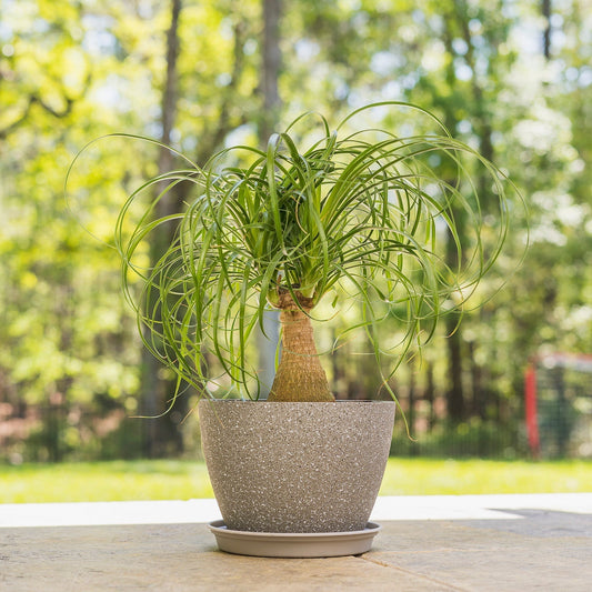 Nolina recurvata