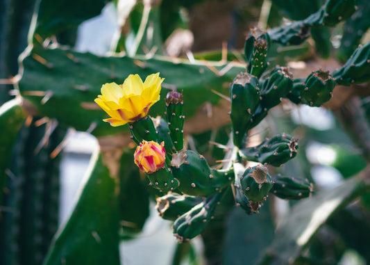 Opuntia
