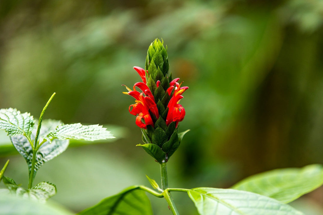 Pachystachys