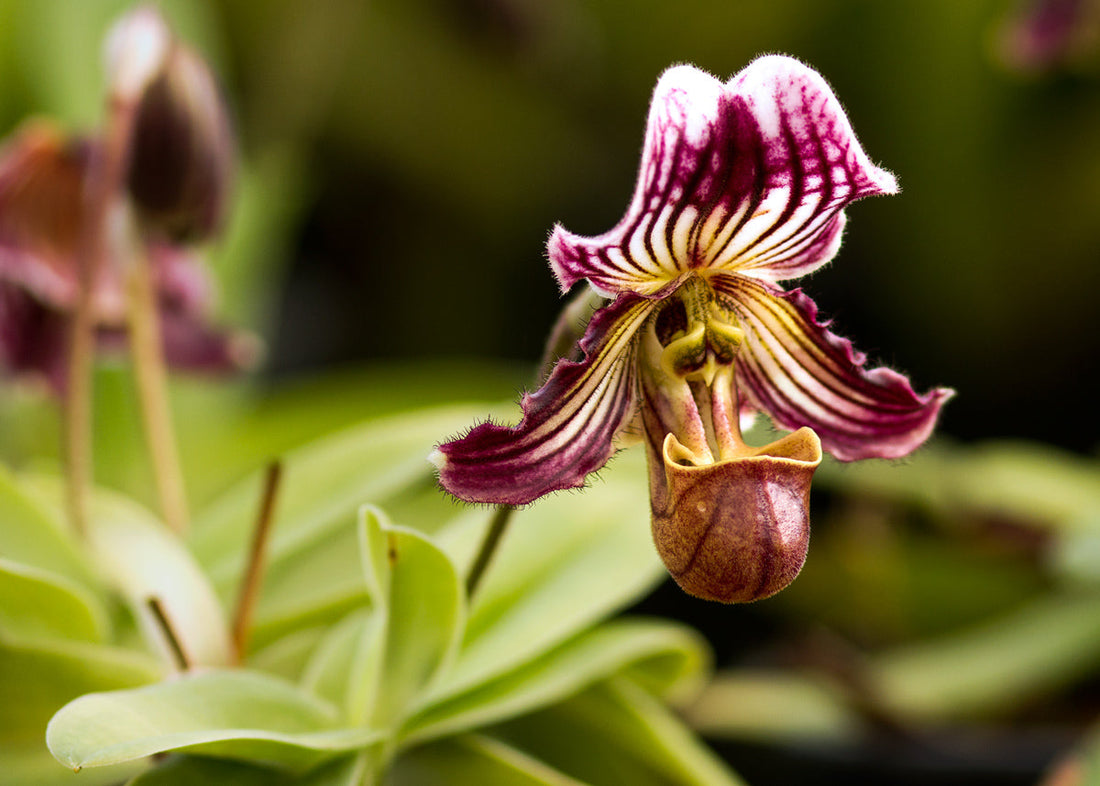 Paphiopedilum