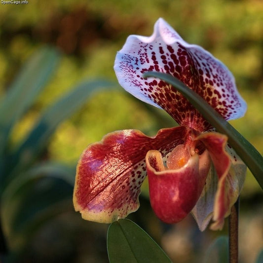 Monocots vs. Eudicots vs. Gymnosperms