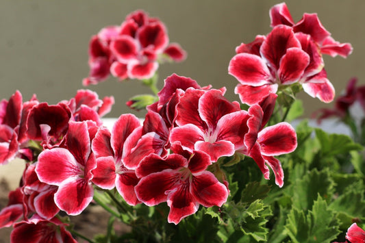 Pelargonium