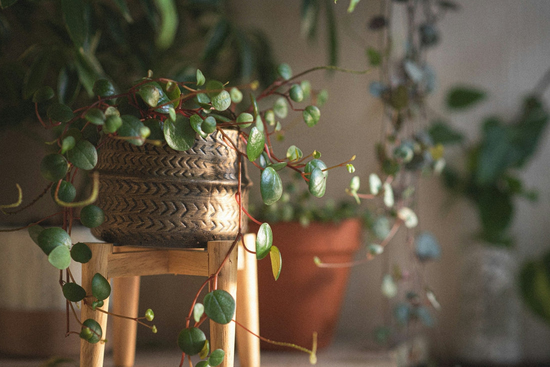 Peperomia