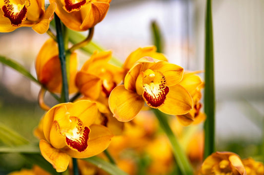Phalaenopsis