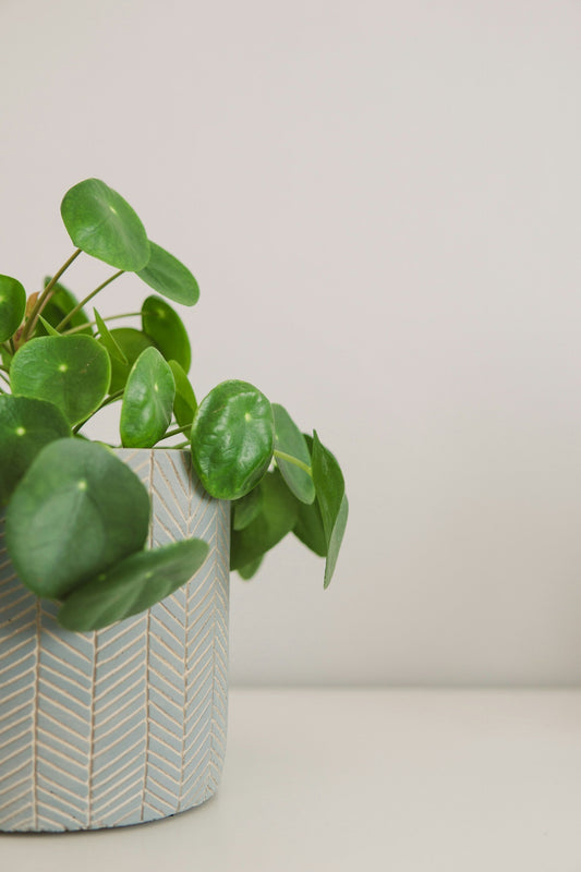 Pilea