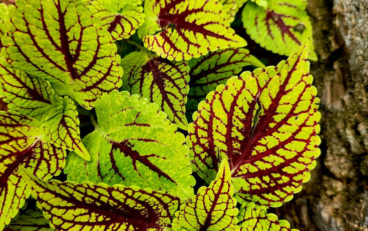Plectranthus