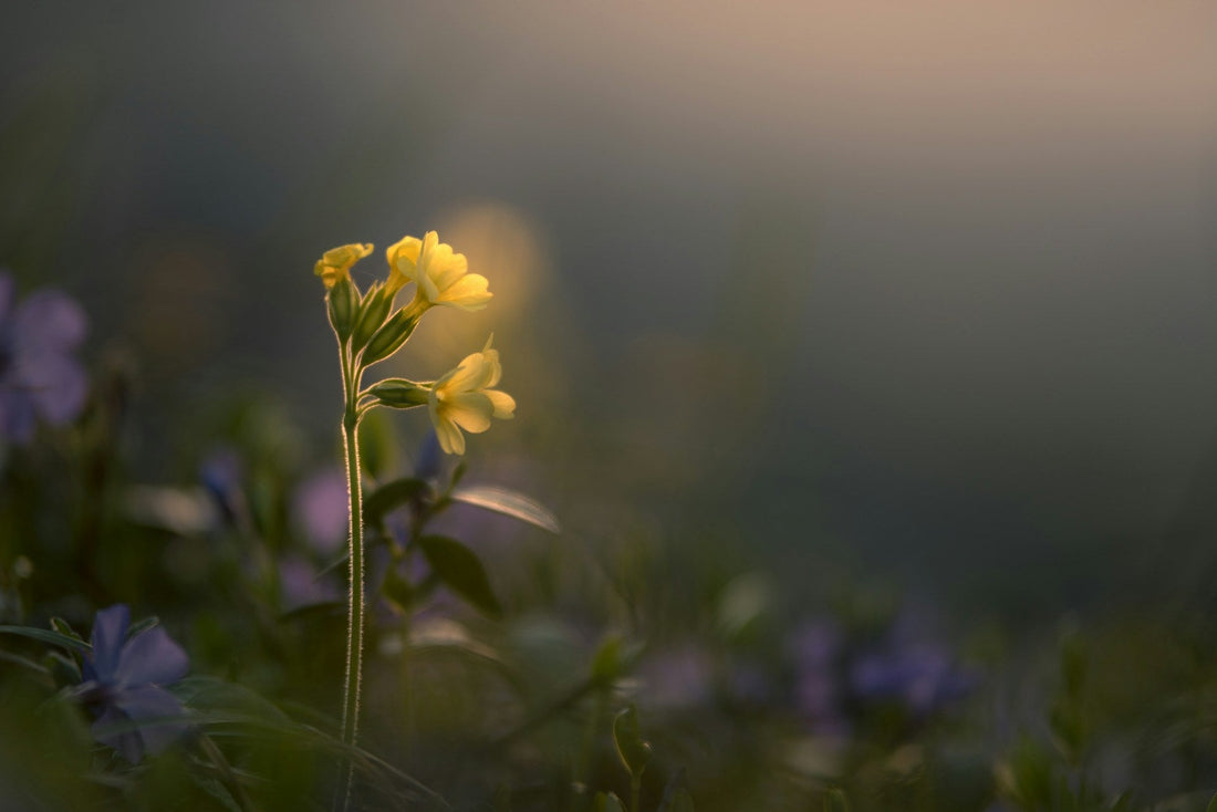 Primula