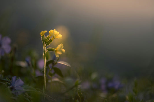 Primula