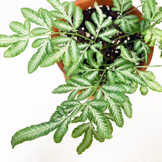 Pteris