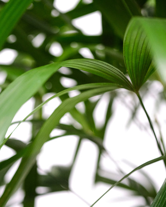 Rhapis / Lady Palm