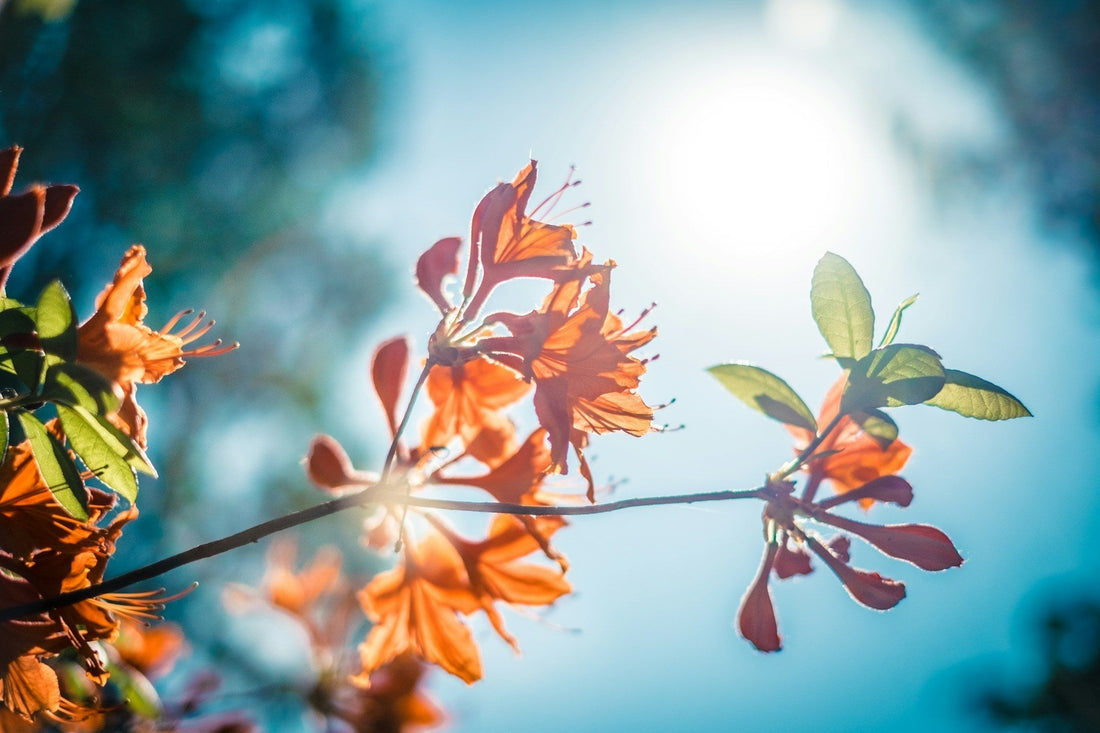 Rhododendron