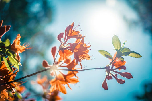 Rhododendron
