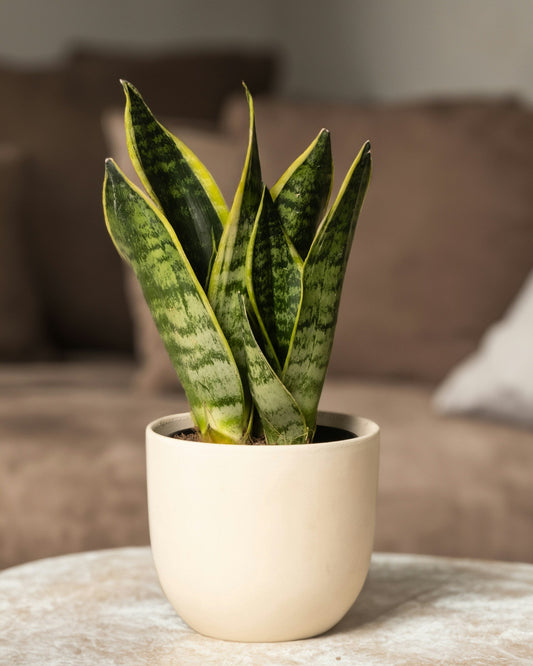 Sansevieria / Snake Plant