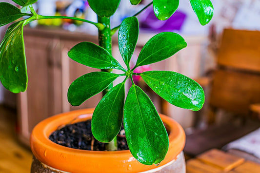 Schefflera