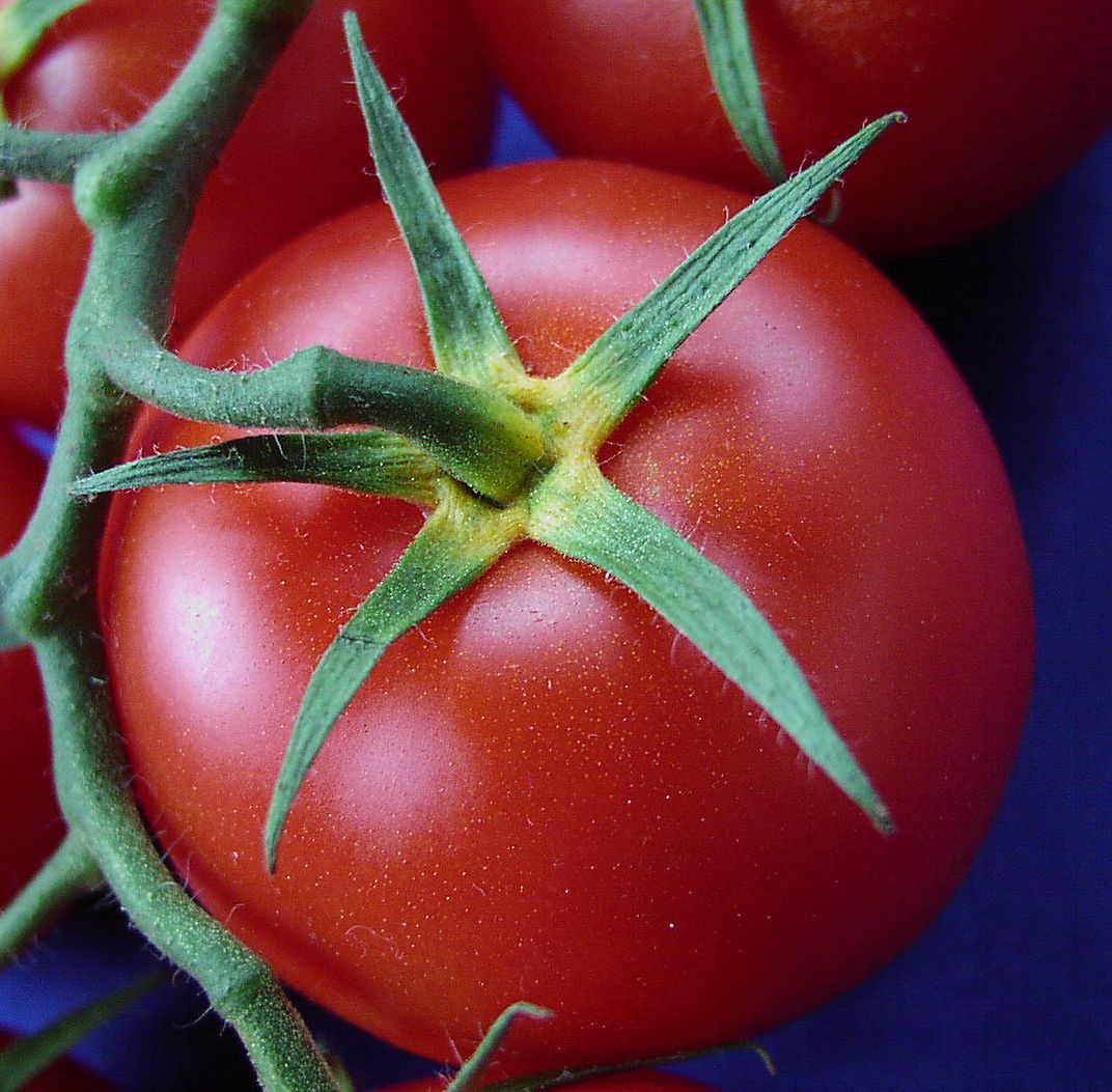 Solanum