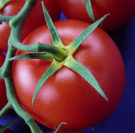 Solanum