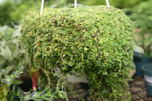 Soleirolia