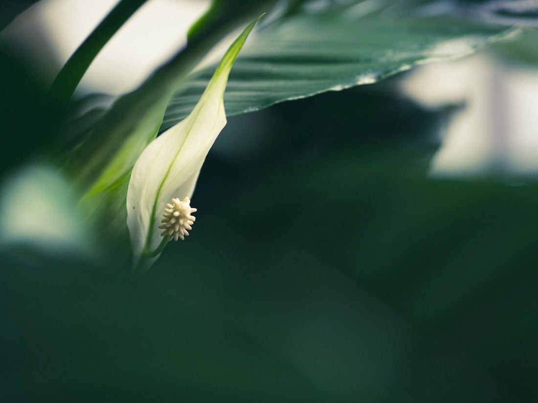 Spathiphyllum / Peace Lily