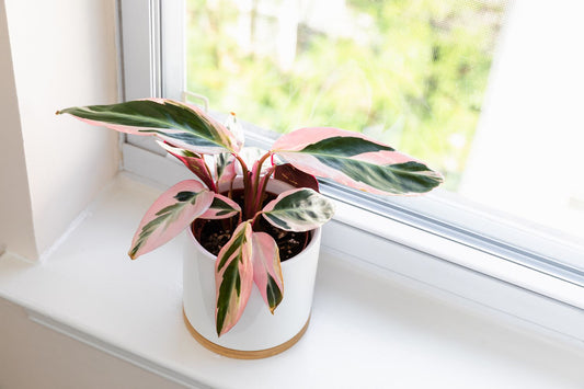Stromanthe