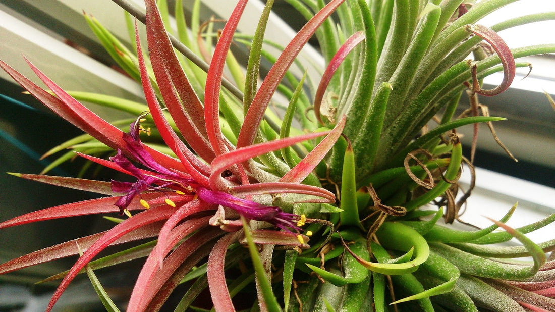Tillandsia