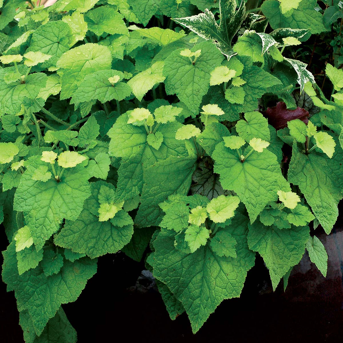Tolmiea