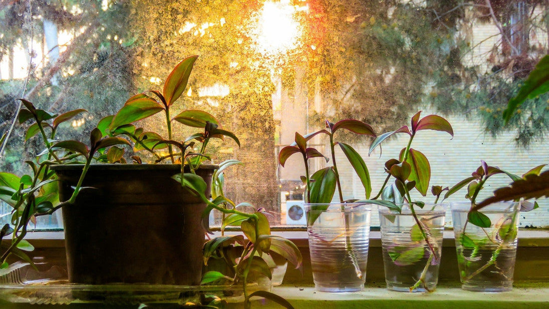 Tradescantia