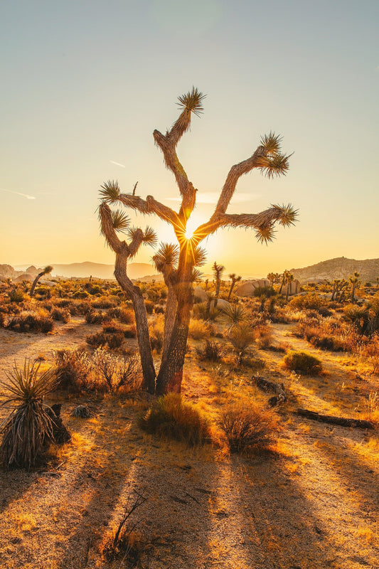 Yucca