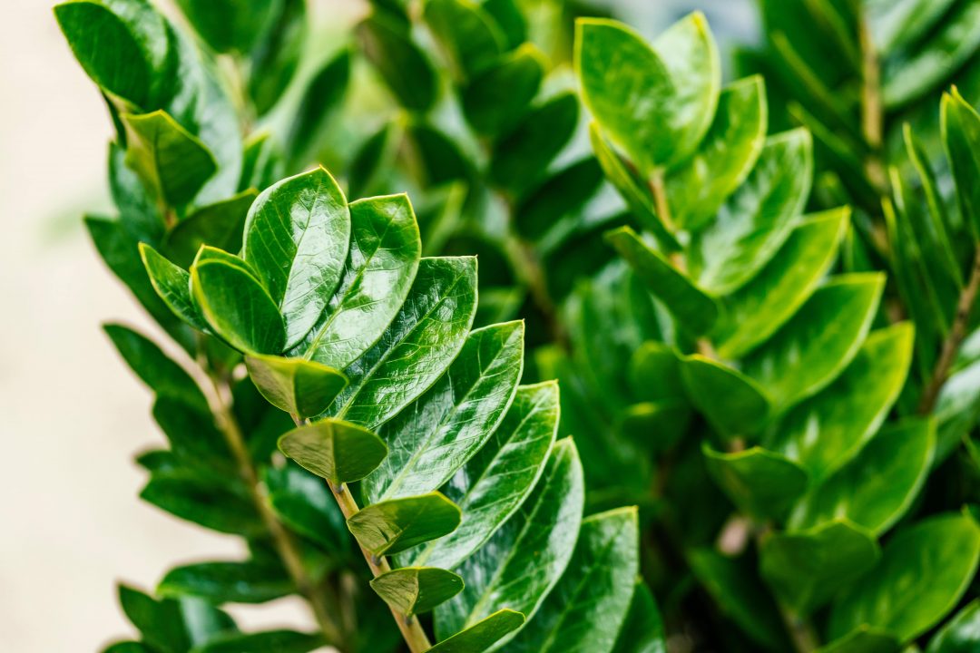Zamioculcas