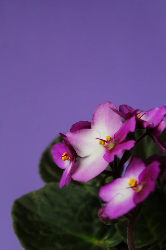 Plants for Temporary Color