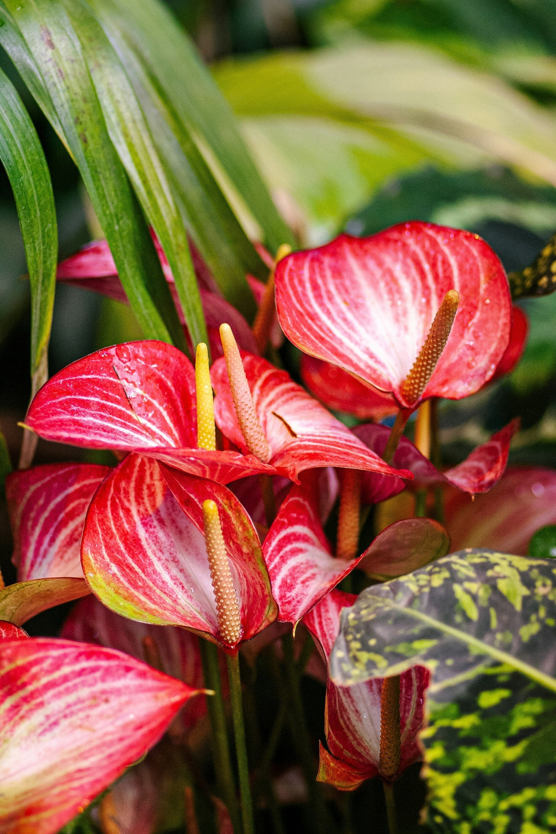 Anthurium