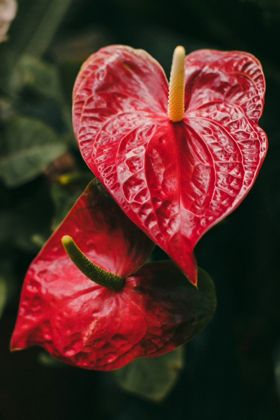 Plants for Long Lived Flowers