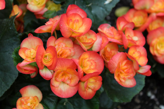 Begonia Elatior hybrids