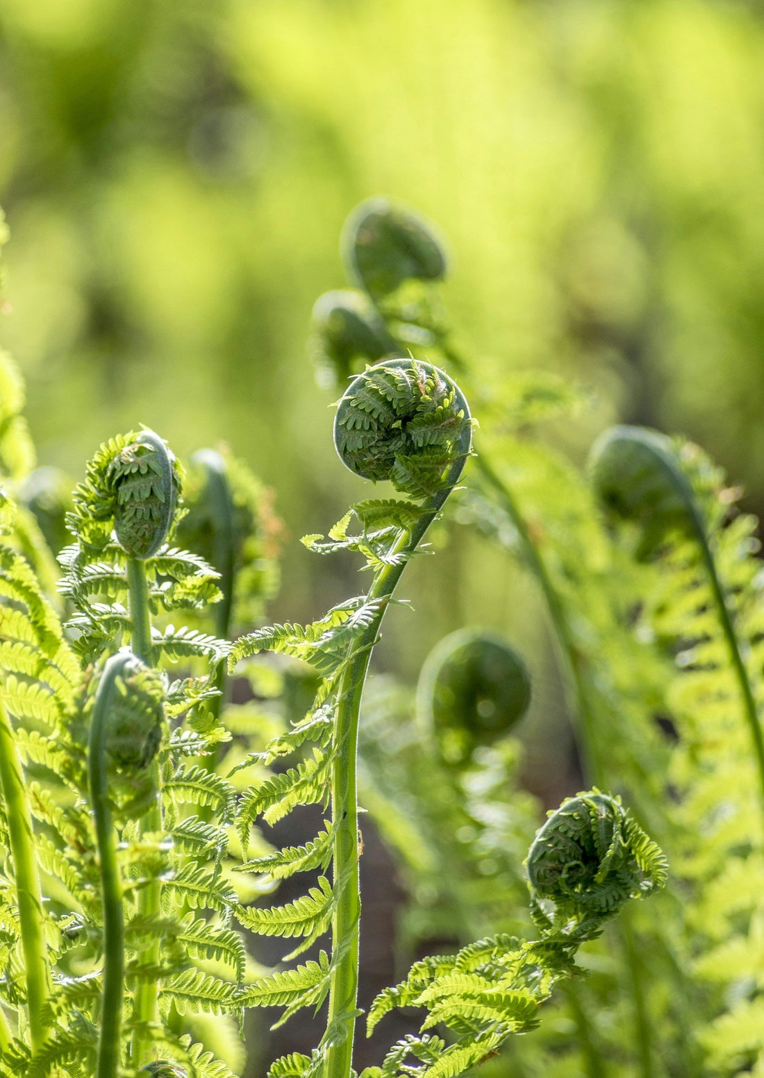 Ferns