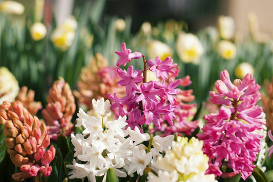 Plants for Fragrance