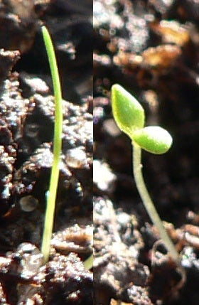 Monocots vs. Eudicots vs. Dicots